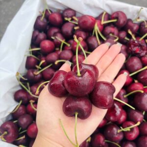 cherry Đỏ