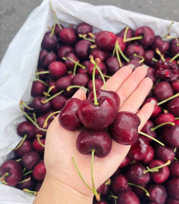 cherry Đỏ