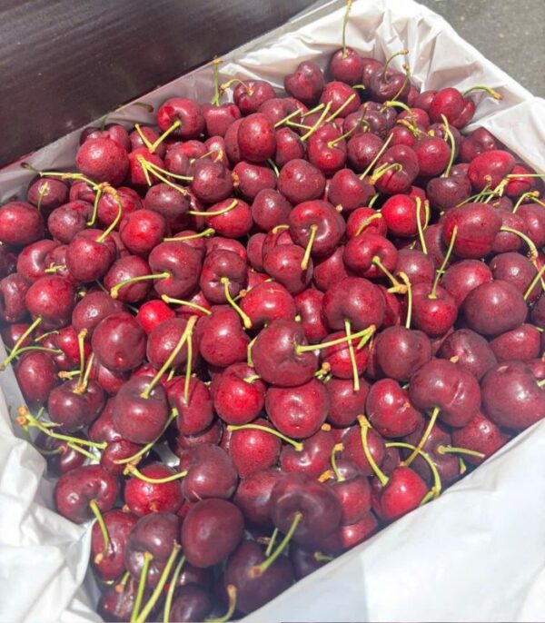 cherry Đỏ