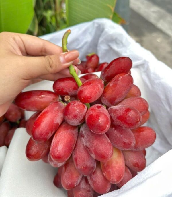 nho hồng móng tay