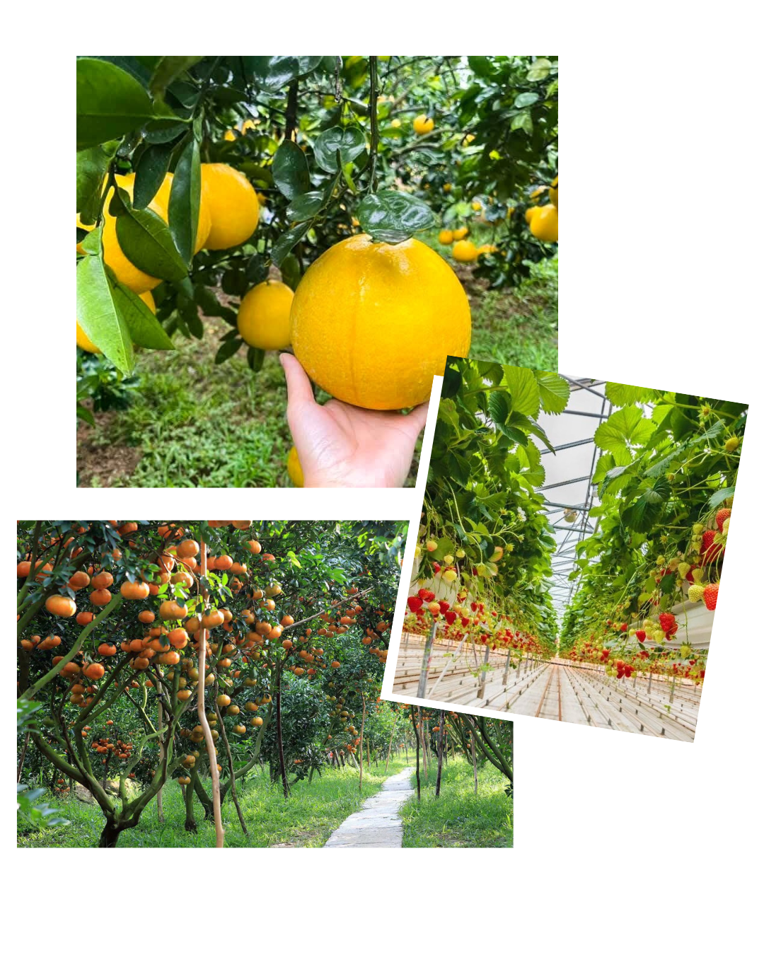 beige elegant collage beauty instagram post (5)